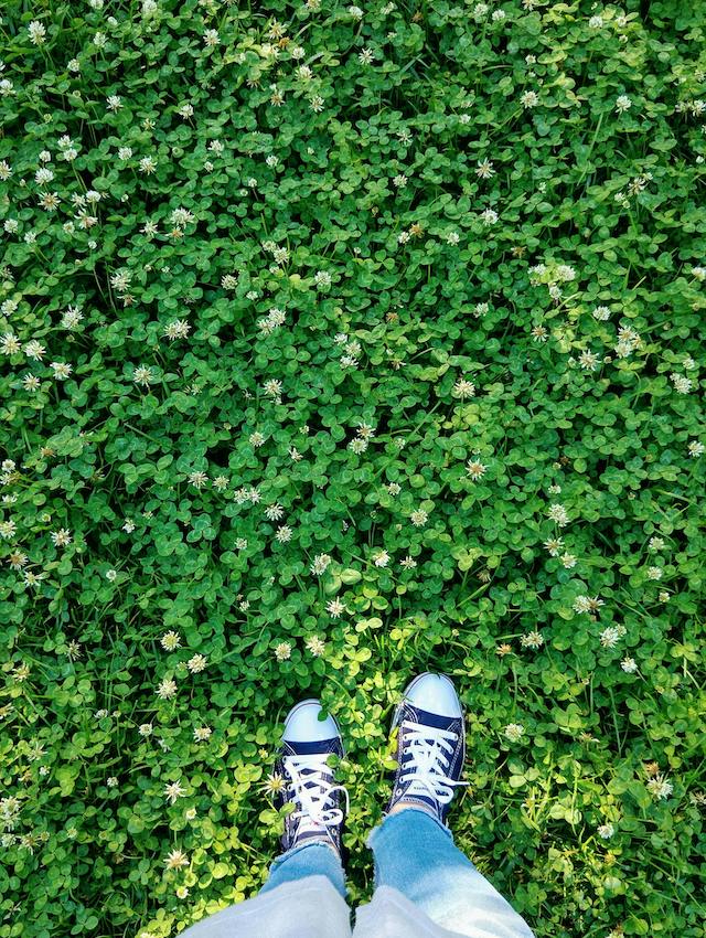 Clover Lawns: An Eco-Friendly, Low-Maintenance Choice - The Eco Edit